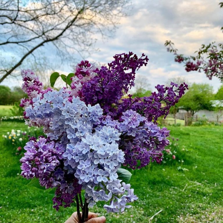 7-best-fertilizer-for-lilacs-read-a-topic-today