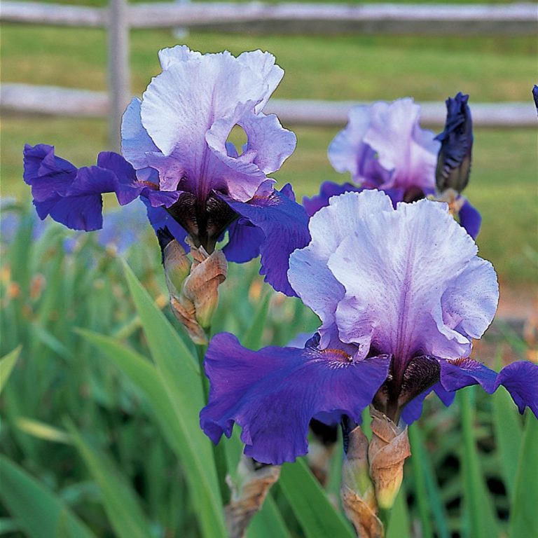 8 Best Fertilizer For Irises Read A Topic Today