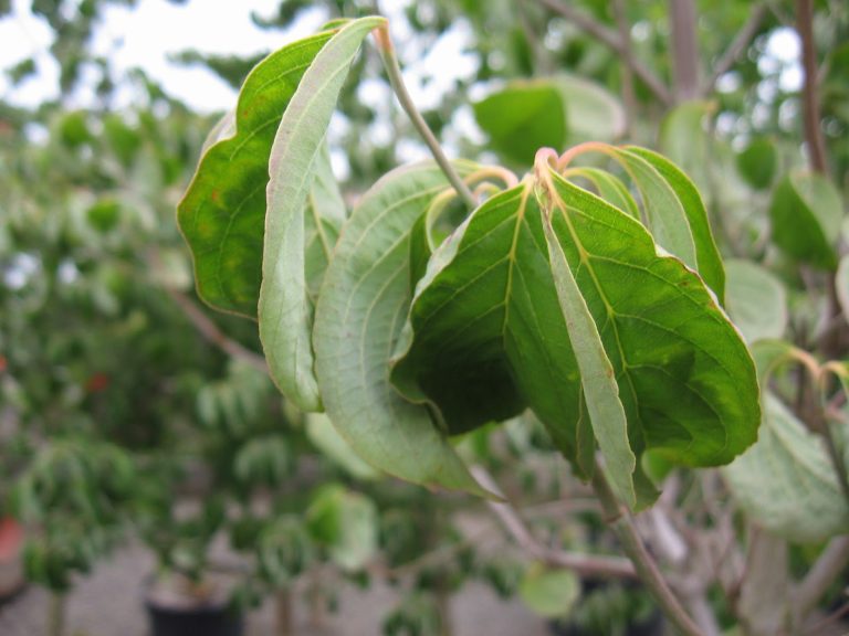 3 Causes of Dogwood Leaves Turning Brown Read A Topic Today