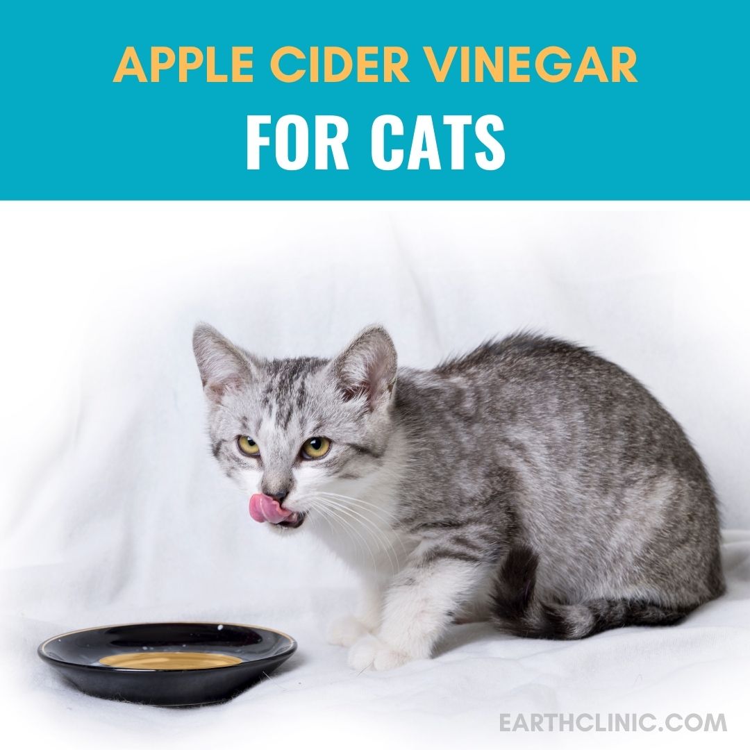 Apple Cider Vinegar Cats