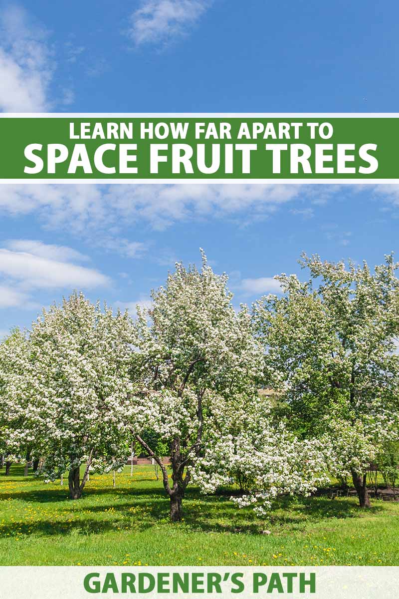 How Far Apart to Plant Apple Trees