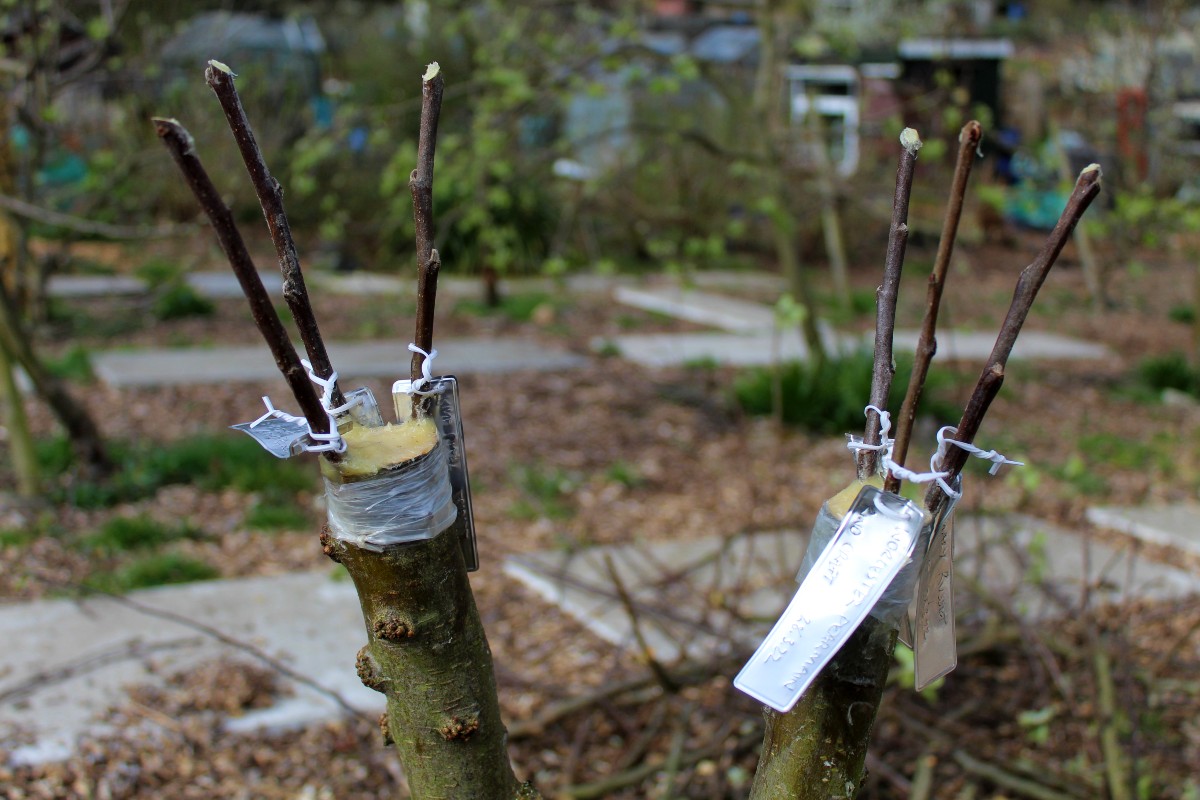 How to Graft an Apple Tree